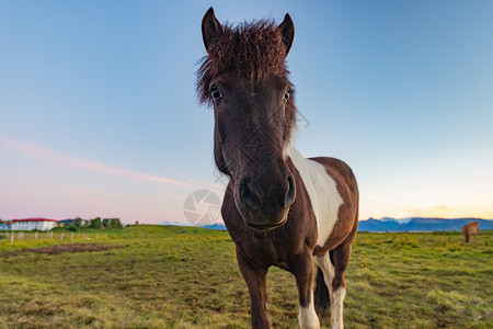 马的眼睛冰岛马背景