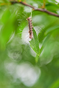 毛毛虫 lepidoptera高清图片