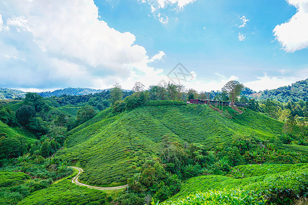 boh马来西亚高山茶园BOH背景