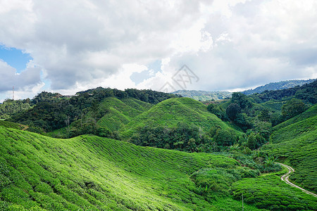 一条茶叶素材马来西亚高山茶园BOH背景