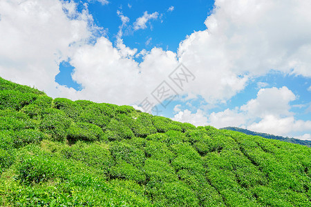 茶场马来西亚高山茶园BOH背景