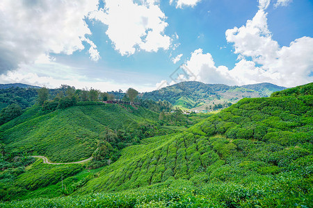 马来西亚高山茶园BOH高清图片