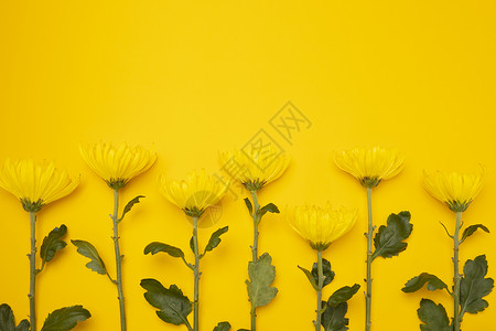 黄色菊花排列多枝的高清图片