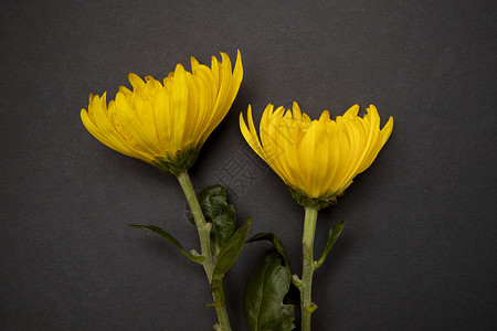 两支黄色菊花背景