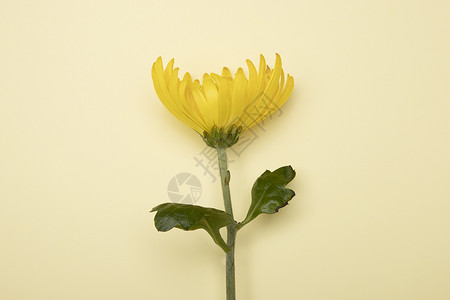 黄色菊花一支菊花高清图片