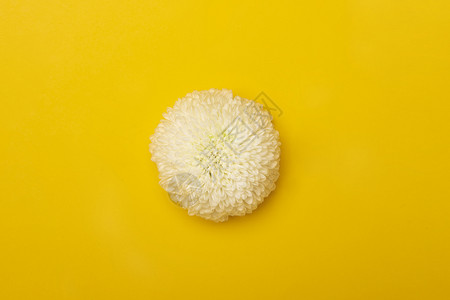 白色乒乓菊一朵白色菊花高清图片