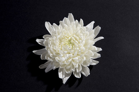 高清重阳节图片白色菊花背景