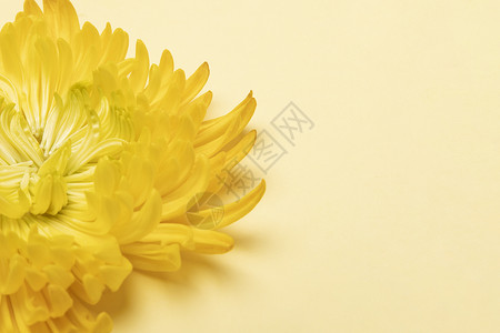 金丝缠绕黄色菊花背景