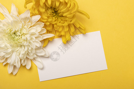 鲜花空白素材节日卡片菊花背景