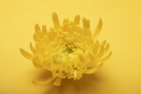 金丝缠绕黄色菊花背景