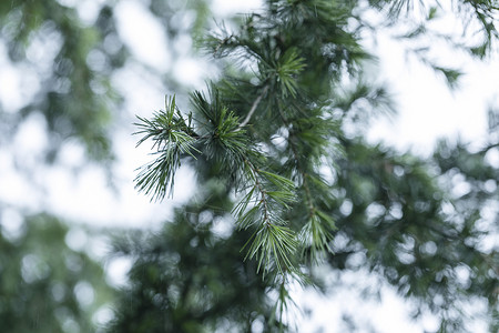 绿植松树松树背景