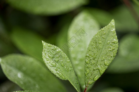 绿植绿叶雨后的绿叶高清图片