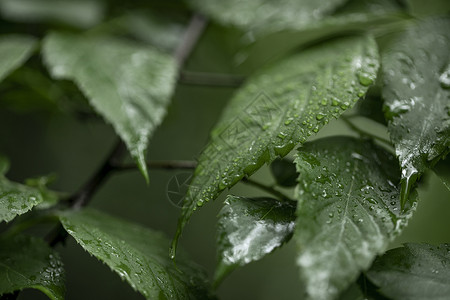 夏至绿植绿叶图片