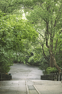 春季公园植物公园背景图片
