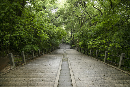 小樽公园春天森林公园楼梯背景
