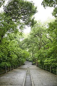 五月夏天森林公园楼梯背景