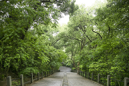 大树绿植森林公园楼梯背景