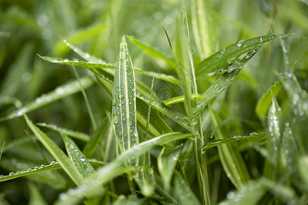 春天的竹叶小雨蒙蒙雨高清图片