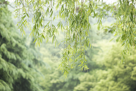 绿色的柳条春天的垂柳背景