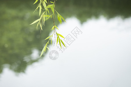 绿色柳枝湖边的垂柳背景