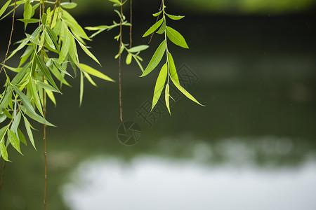 春天的柳枝湖边的垂柳背景