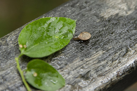 下雨森林蜗牛背景