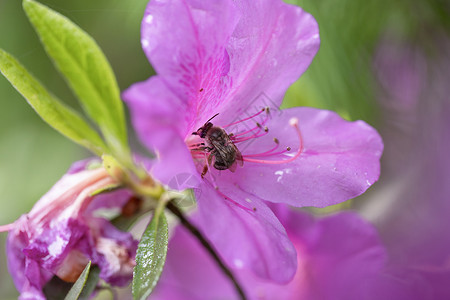小蜘蛛壁纸春天的粉色杜鹃花背景