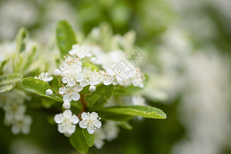 春天的小白花背景图片
