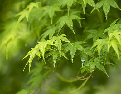 夏至枫叶叶子的局部高清图片