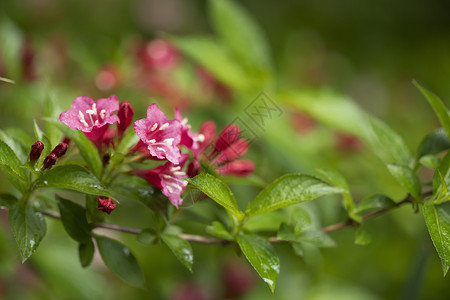 春天的红花红色鸡蛋花花苞高清图片