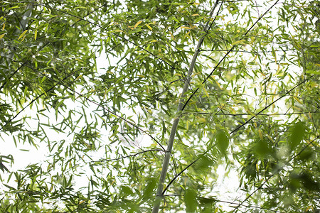 清新夏季初夏夏季竹林背景