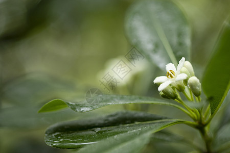 春天的花大自然树特写高清图片