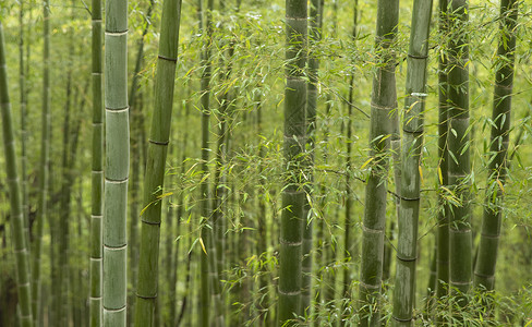 夏季的竹子夏季竹林背景