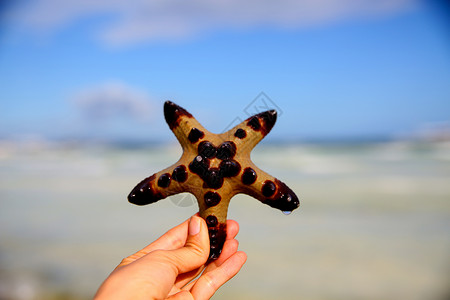 动物棘皮动物海洋海星背景