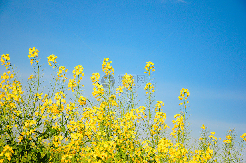 油菜花图片