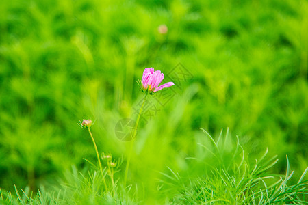 格桑花背景图片