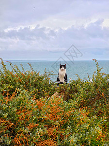 葡萄牙阿尔布费拉海边猫咪背景