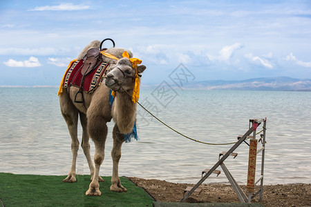 青海湖骆驼背景图片