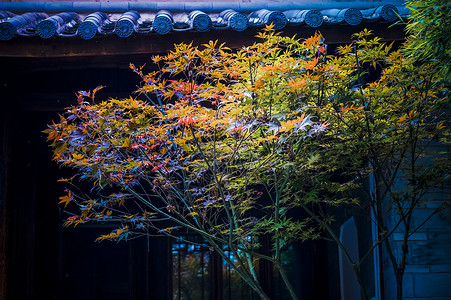 秋天古树枫叶背景图片