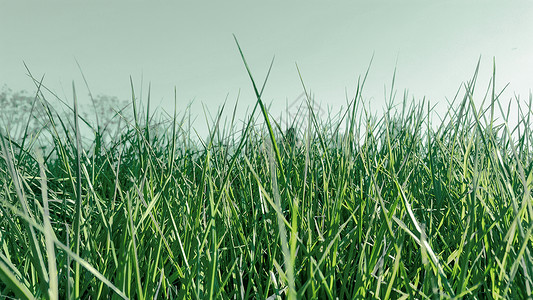 绿色小草背景背景图片