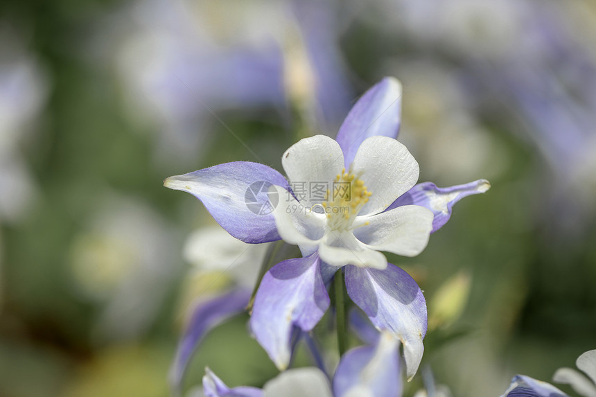 耧斗菜花图片