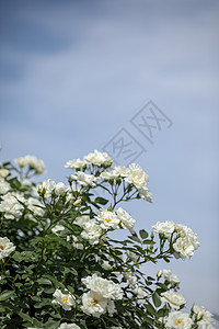 黄木香花月季花背景