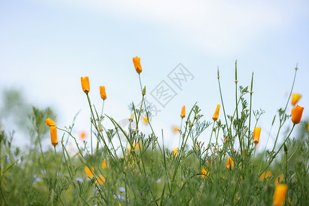 春天荒野花菱草背景