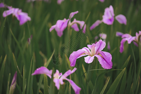 紫色鸢尾花鸢尾花植物高清图片