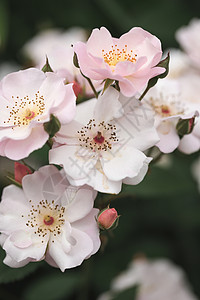 粉色月季花月季花特写高清图片