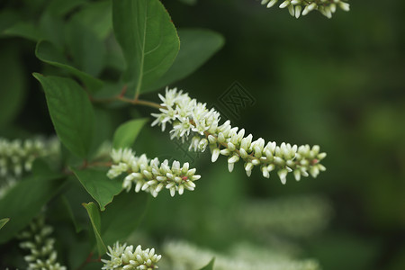 漏斗菜花朵珍珠菜背景