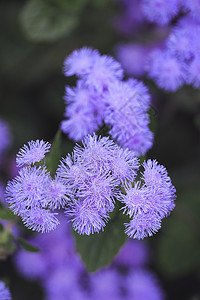 藿香蓟植物蓟花属高清图片