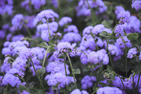 藿香蓟花朵蓟花属高清图片