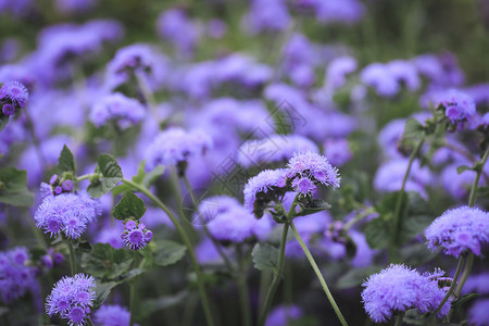 藿香蓟花朵蓟花属高清图片