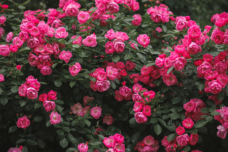 月季花花卉玫瑰高清图片